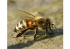 Foto abeja