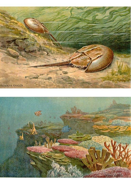 Imagen Animales marinos