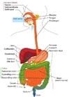 Imagenes Aparato digestivo, inglés