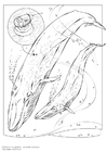 Dibujo para colorear ballena azul