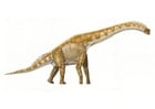 Imagen Brachiosaurus