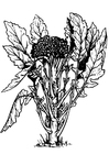 Dibujo para colorear brécol