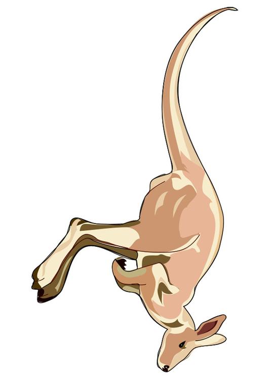 canguro