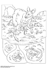 Dibujo para colorear canguro