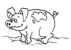 Dibujo para colorear cerdo
