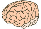 Imagen cerebro