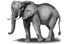 Imagen elefante