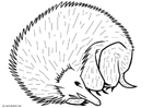 Dibujo para colorear erizo