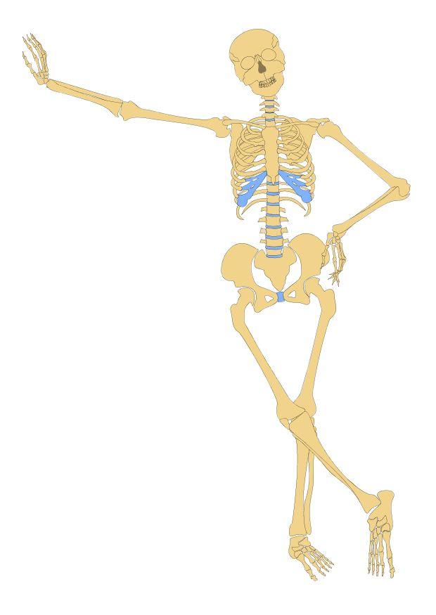 Imagen Esqueleto