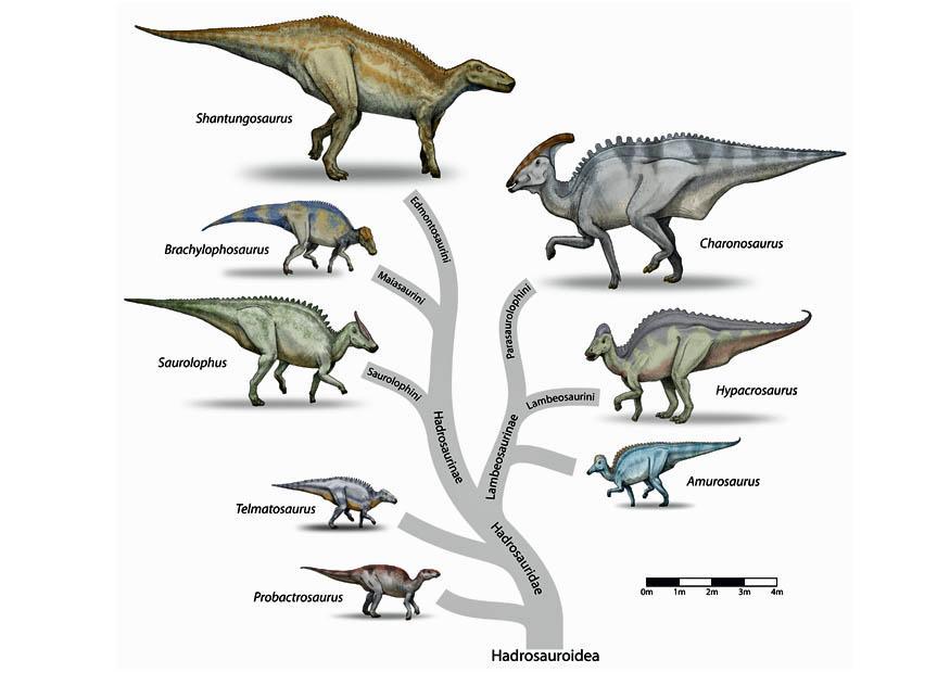 Imagen EvoluciÃ³n de los dinosaurios