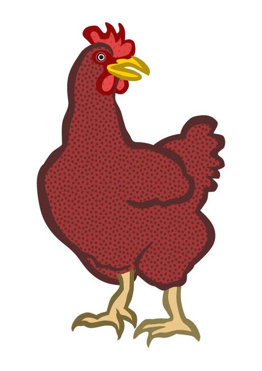 gallina