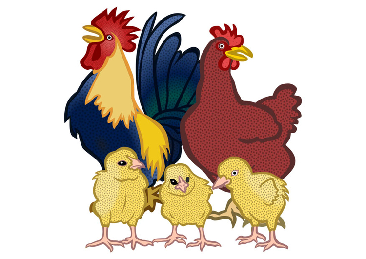 Imagen gallo, gallina y polluelos
