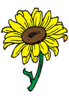 Imagen girasol