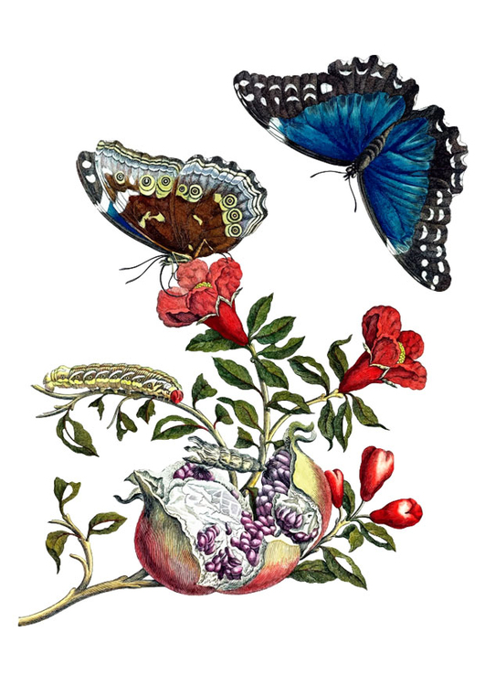 Imagen granada con mariposas