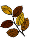 Imagen hojas de otoÃ±o