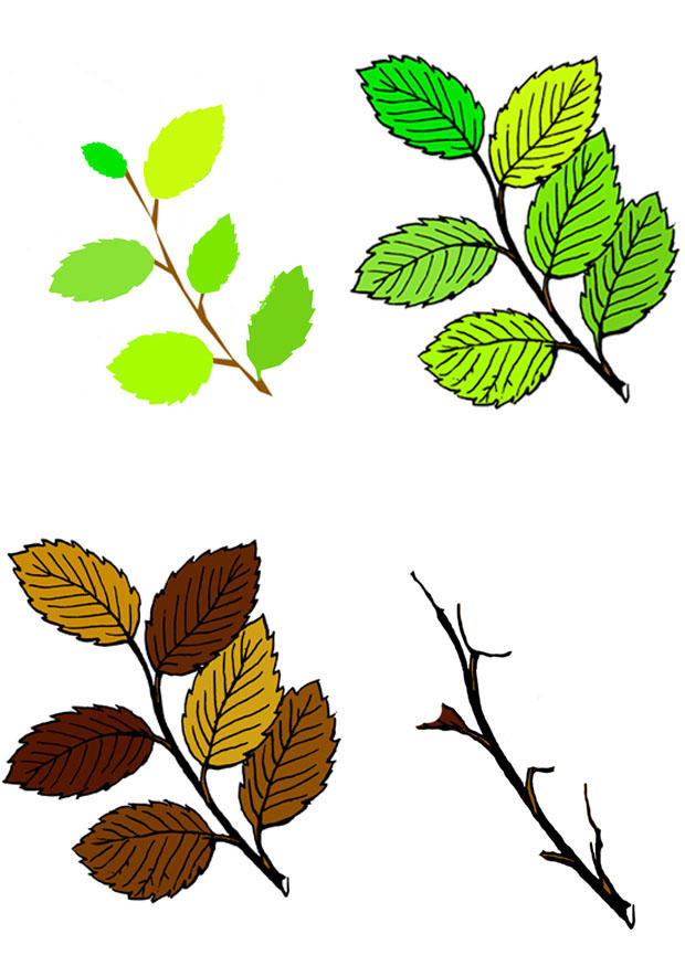 Imagen hojas en las cuatro estaciones