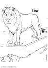 Dibujo para colorear león