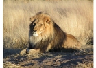 Foto león