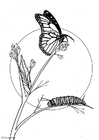 Dibujo para colorear mariposa