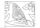 Dibujo para colorear mariposa