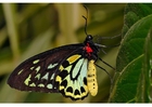 Foto mariposa