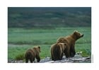 Foto Oso
