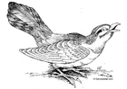 Dibujo para colorear pÃ¡jaro