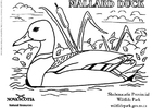 Dibujo para colorear pato