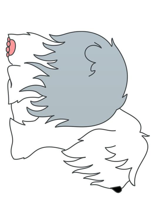 perro - bobtail