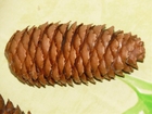 Foto piña