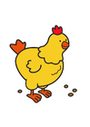 imagen pollo