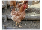 Foto pollo