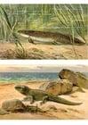 Imagenes Primeros animales en la tierra