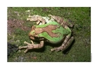 Foto rana