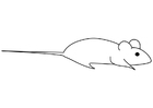 Dibujo para colorear ratÃ³n