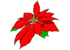 rosa de navidad