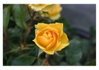 Foto rosas amarillas