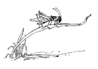 Dibujo para colorear saltamontes