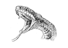 Dibujo para colorear serpiente