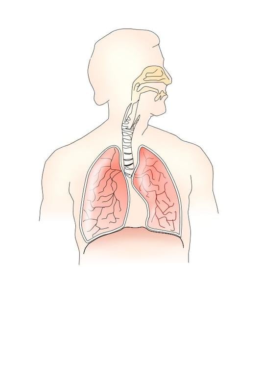 Sistema respiratorio