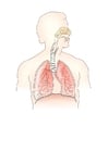 Imagenes Sistema respiratorio