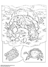 Dibujo para colorear tortuga