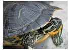 Foto tortuga