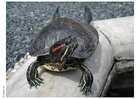 Foto tortuga