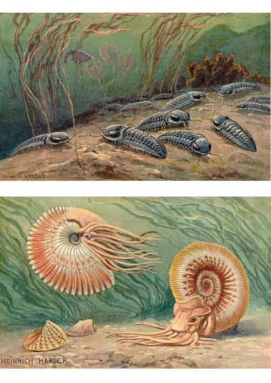 Trilobitos y ammonoideos