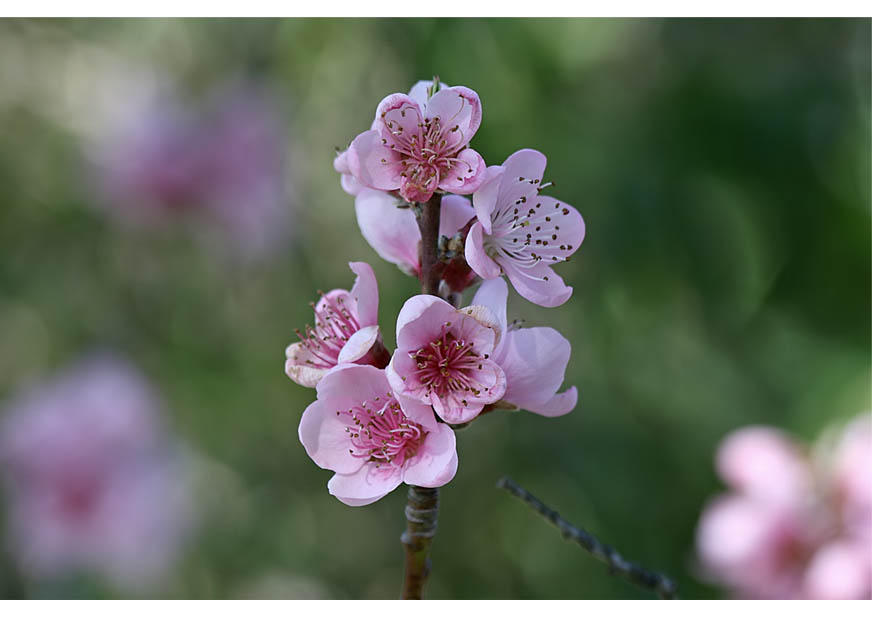 3. flores - al principio de la primavera Foto 3. flores - al principio de la primavera