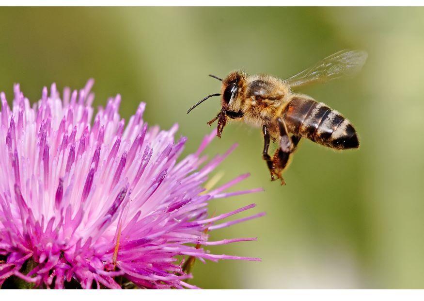 abeja en flor Foto abeja en flor