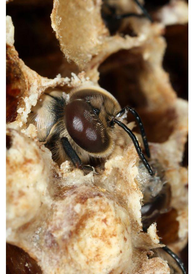 abeja melAfera Foto abeja melAfera