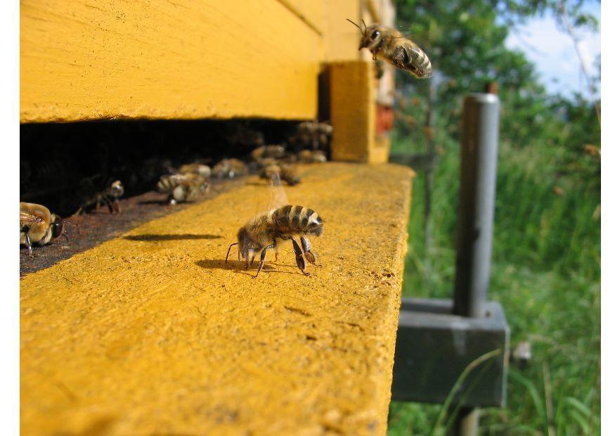Foto abeja melA­fera en colmena