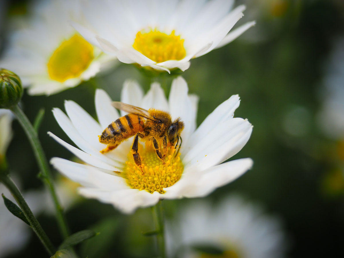 abeja sobre flor Foto abeja sobre flor